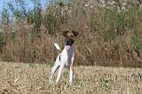 FOX TERRIER POIL LISSE 026